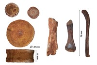 Vertebres et ossements de poisson sp